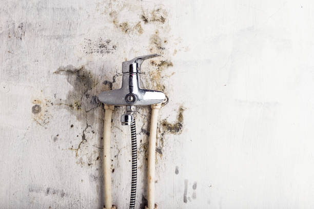 Best Industrial Mold Remediation in Beach Haven West, NJ