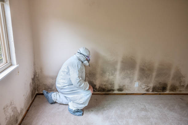 Professional Mold Remediation in Beach Haven West, NJ