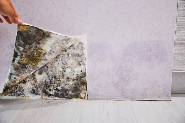 Reliable Beach Haven West, NJ Mold Remediation Solutions